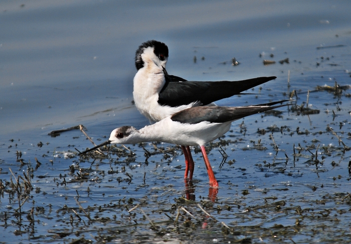 Cavalieri d''Italia ...